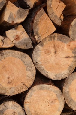 Bir yığın yığın kuru odun