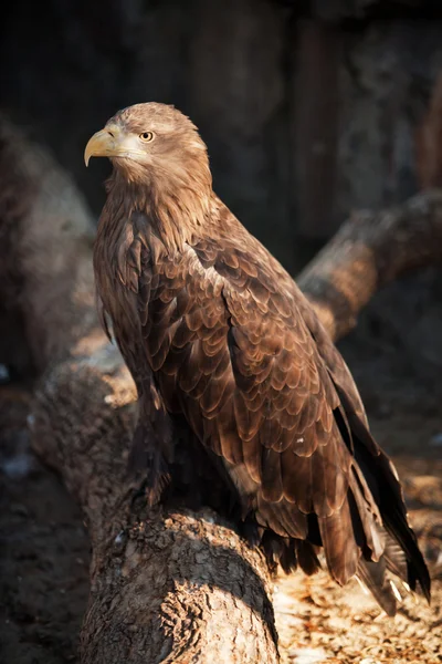 Águila dorada sentada en un tronco. zoológico . — Foto de Stock