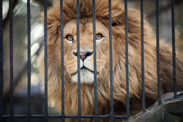 Lion at the zoo looking through metallic fence.