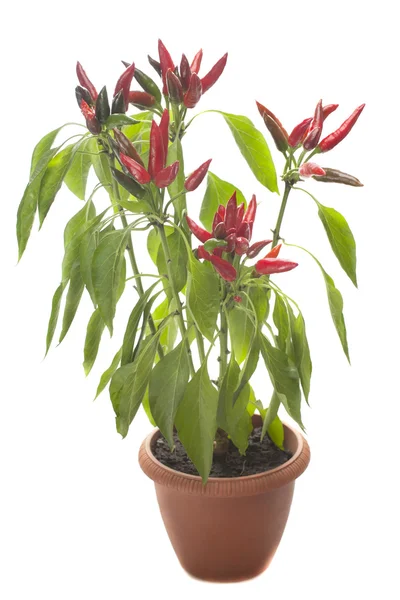 Chili pepper on the bush in a flowerpot on a white background. isolation. — Stock Photo, Image