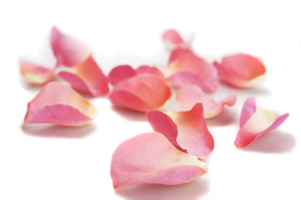 Pink rose petals on white background — Stock Photo, Image