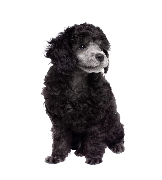 Young poodle. Sits. White background, isolated. — Stock Photo, Image