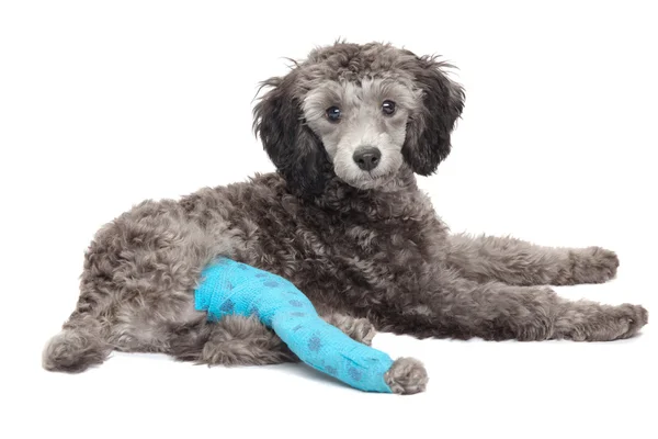 Bir fino köpeği portresi sıvalı geri sağ pençe.