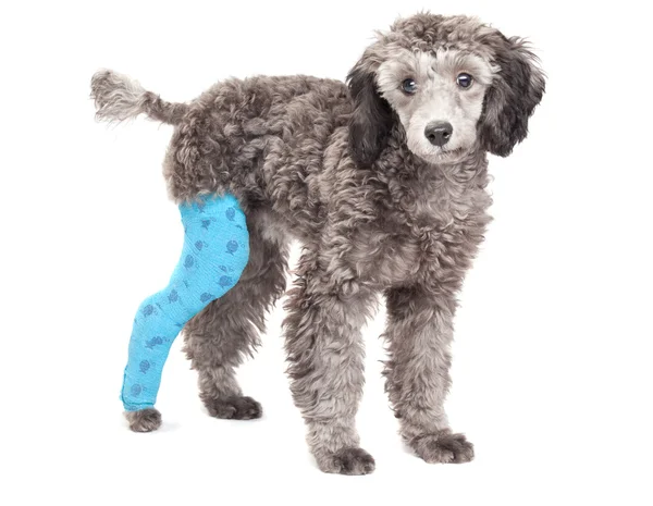 Portrait of a poodle, plastered back right paw. — Stock Photo, Image