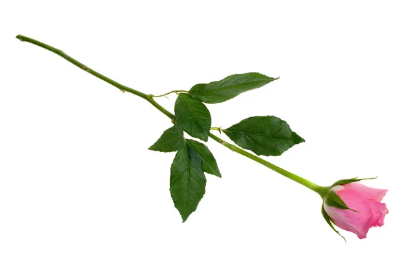 Rose pink on a white background, isolated. — Stock Photo, Image