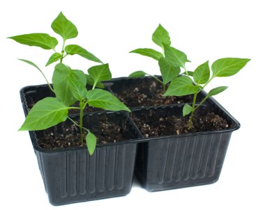 Fidan izole beyaz bir arka plan üzerinde.