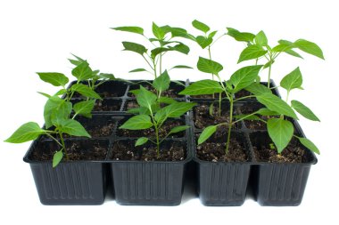 Fidan izole beyaz bir arka plan üzerinde.