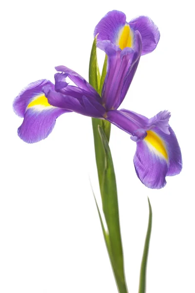 Iris flowers isolated on white — Stock Photo, Image