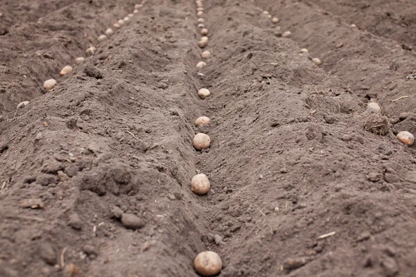 Aanplant van aardappelen — Stockfoto