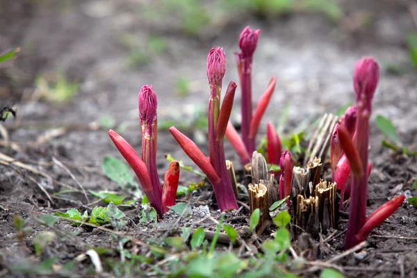 Spira av pion, våren. — Stockfoto