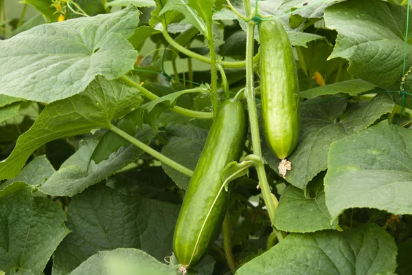 Two cucumber on the bush — Stock Photo, Image