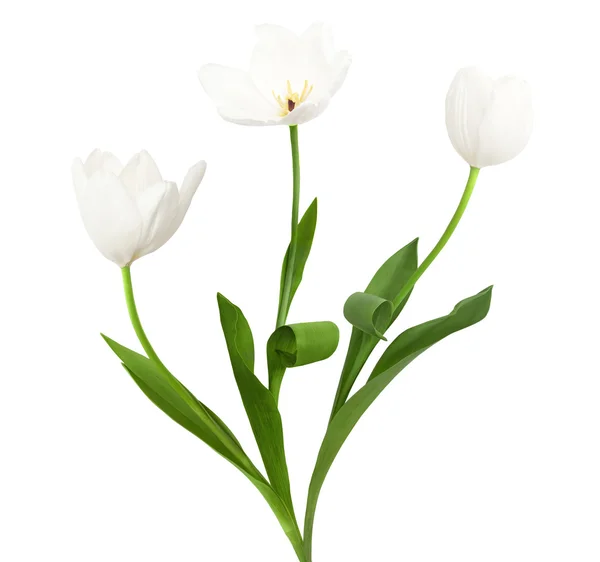 Trio białe tulipany — Zdjęcie stockowe