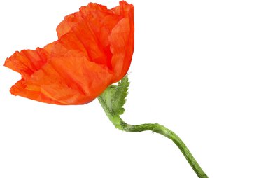 Kırmızı çiçek haşhaş