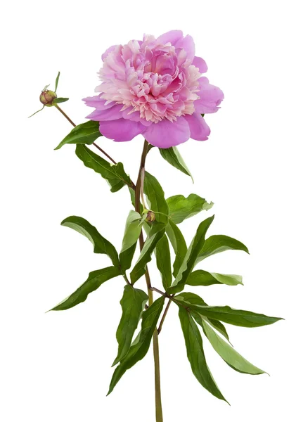 Peony çiçek açan çiçek — Stok fotoğraf