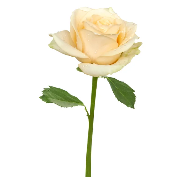 Tender beige rose — Stock Photo, Image