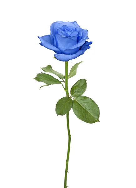 Ωραίο μπλε τριαντάφυλλο — Φωτογραφία Αρχείου