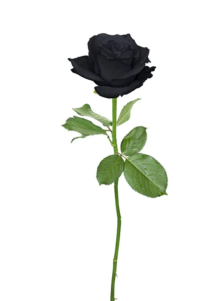 Θλιβερή μαύρο τριαντάφυλλο — Φωτογραφία Αρχείου