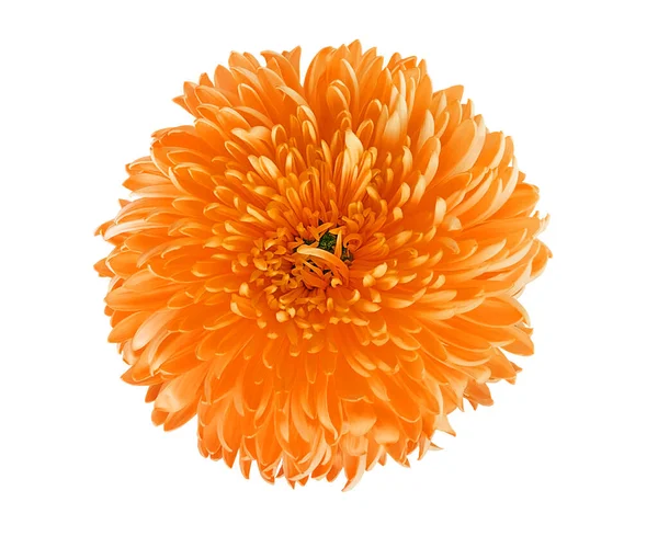 Jasne Pomarańczowy Chryzantemy Kwiat Izolowany Białym Tle — Zdjęcie stockowe