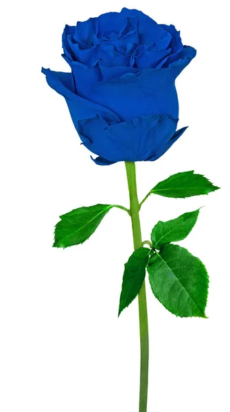 Linda Rosa Azul Isolado Fundo Branco — Fotografia de Stock