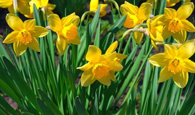 Yeşil yapraklı sarı narsislerin açtığı ilk bahar