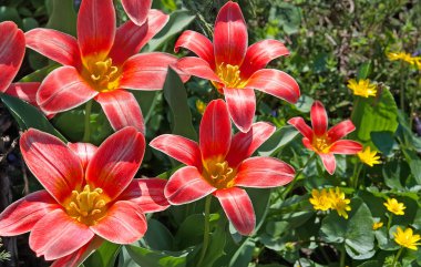 İlk bahar açan laleler ve küçük sarı çiçekler