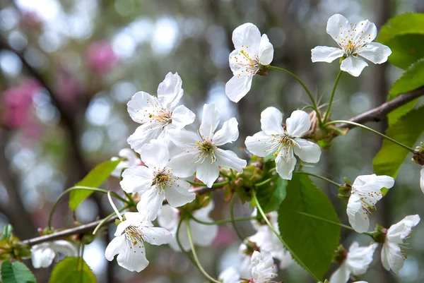 Beyaz kiraz çiçekleri ve taze yapraklar
