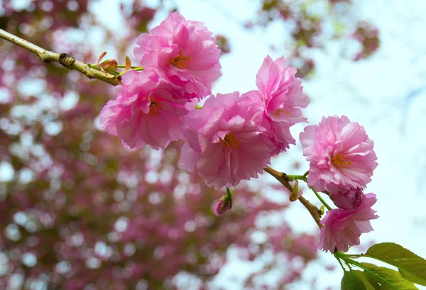 Rama Primavera Con Flores Sakura Rosa — Foto de Stock