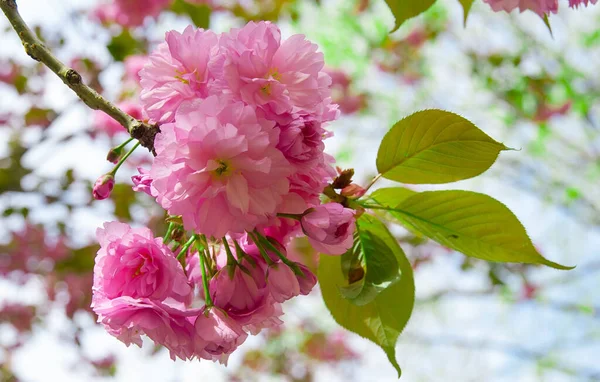 Primavera Ramo Florescendo Com Flores Sakura Rosa — Fotografia de Stock