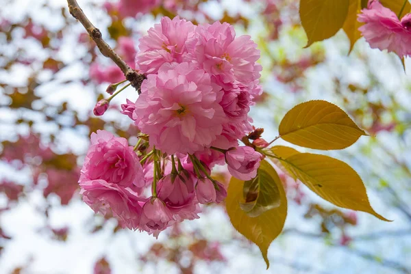 Primavera Ramo Florescendo Com Flores Sakura Rosa — Fotografia de Stock