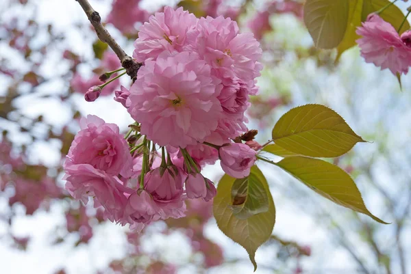 Floreciente Maravillosa Rama Sakura Con Flores Rosadas — Foto de Stock