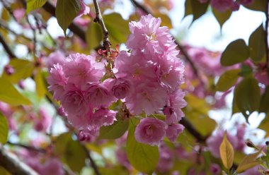 Çiçek açan sakura dalında harika pembe çiçekler