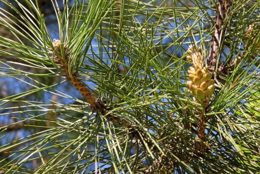 Yeşil çam iğneleri ve genç sarı koni