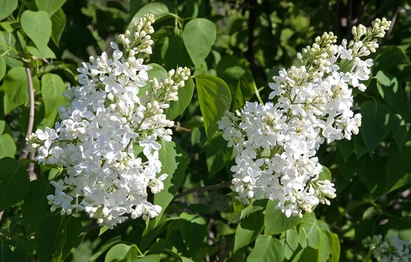 Primavera Fioritura Cespuglio Bianco Lilla Sullo Sfondo Verde — Foto Stock