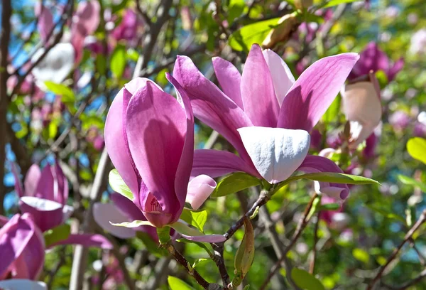 Maravillosa Flor Magnolia Bacground Abstracto — Foto de Stock