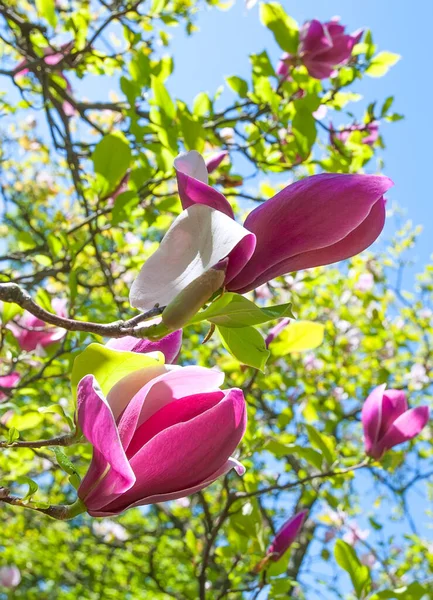 Magnolia Floreciente Maravillosa Brotes Bacground Abstracto — Foto de Stock