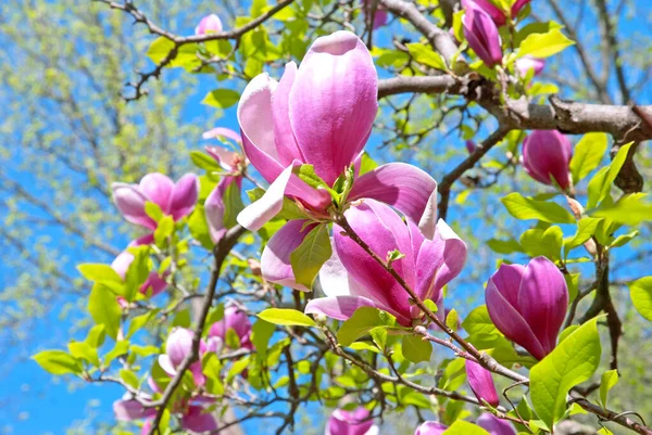 Różowe Kwitnące Kwiaty Magnolii Wiosenny Dzień Obrazy Stockowe bez tantiem