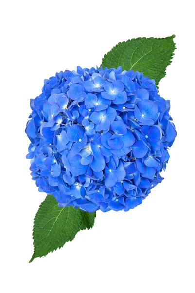 Prachtige Indigo Hortensia Geïsoleerd Een Witte Achtergrond Stockfoto