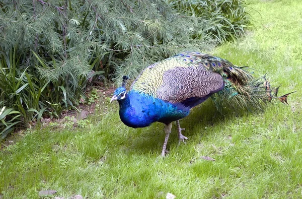 Pavão — Fotografia de Stock