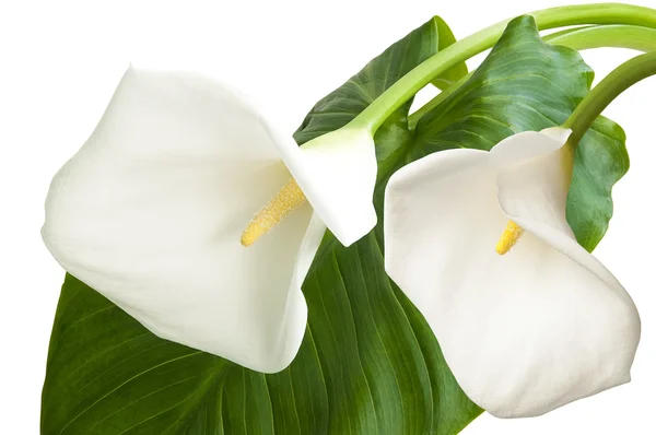 Paar van witte bloemen Stockfoto