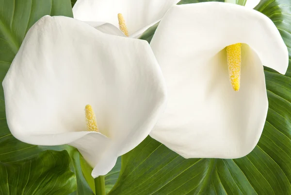 Tre calla på blad — Stockfoto