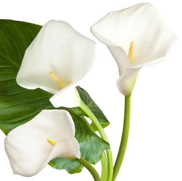 üç beyaz çiçekler