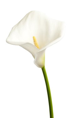 Tek calla
