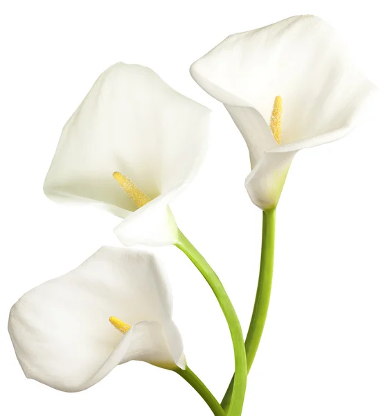 Drie witte bloemen Stockfoto