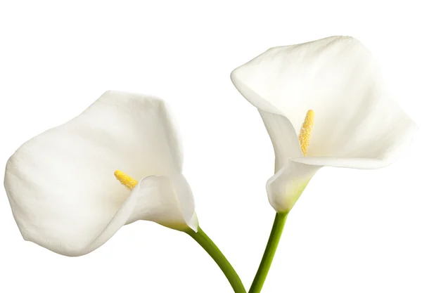 Calla on white — Stock Photo, Image