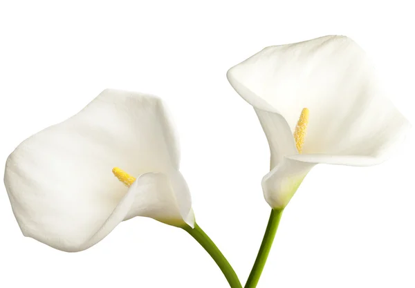 Calla em branco — Fotografia de Stock