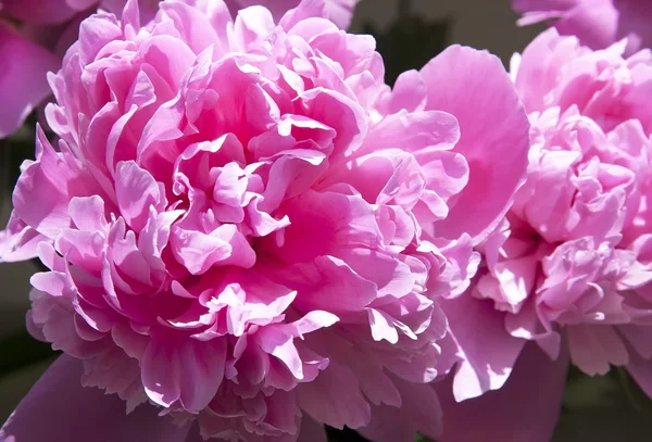 Pink peony — Stock Photo, Image