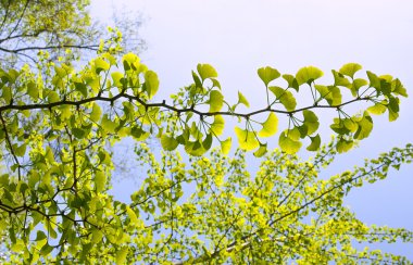 ginkgo biloba ağacı