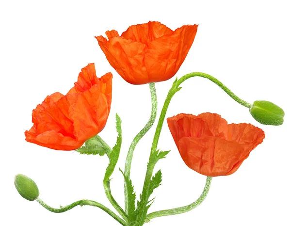 haşhaş tomurcukları ile