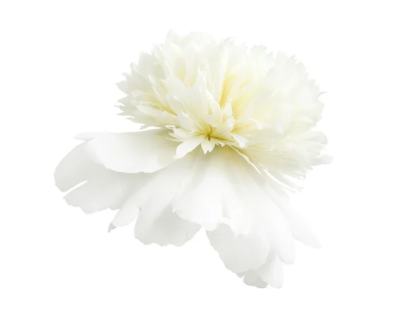 Flor de peonía blanca — Foto de Stock