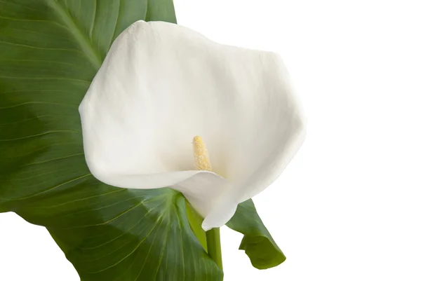 Calla on leaf — Stockfoto